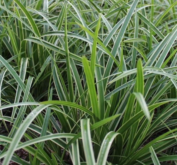 carex morrowii vanilla ice