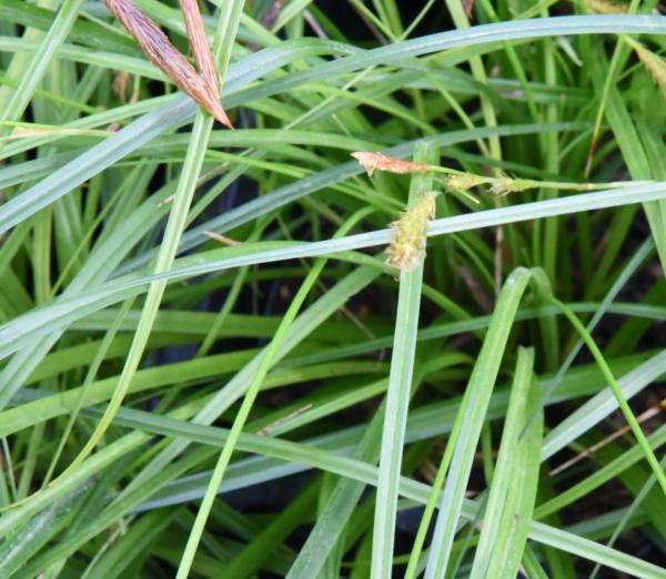 carex oshimensis evergreen