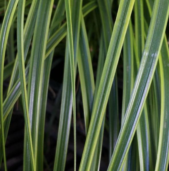 carex oshimensis everlime