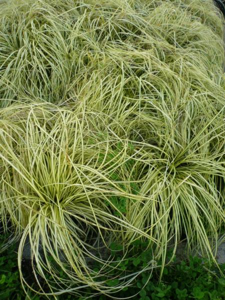 carex oshimensis evergold