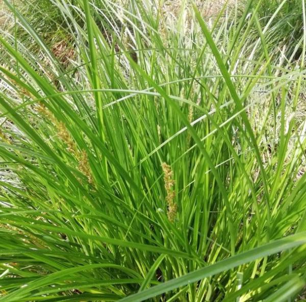 carex paniculata