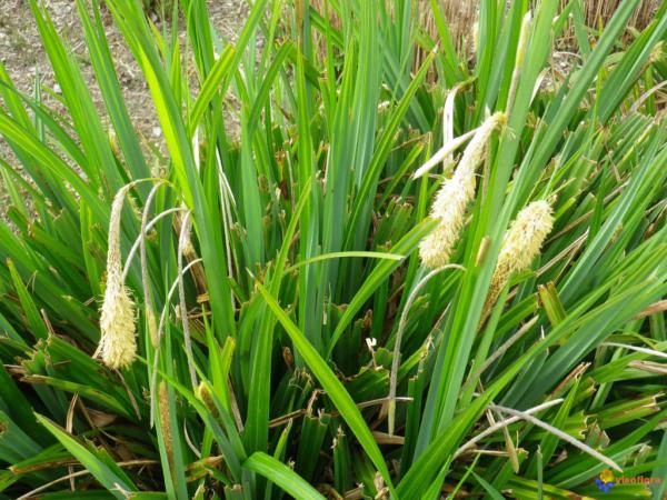 carex pendula