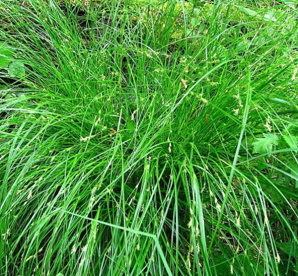 carex remota