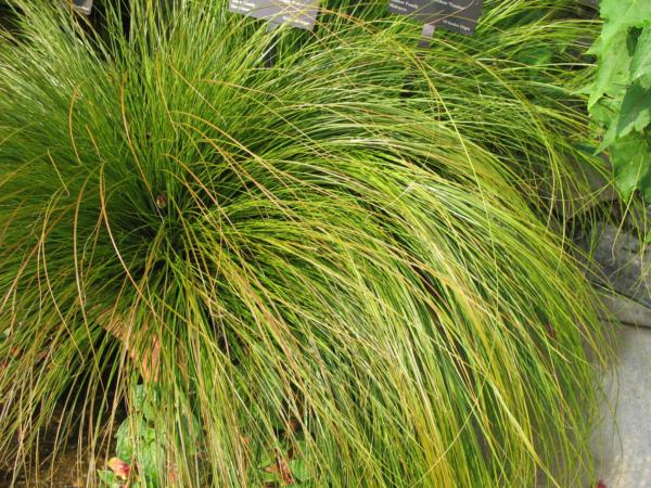 carex testacea