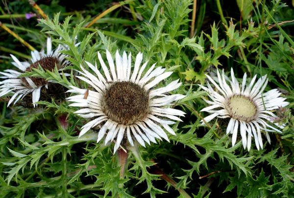 carlina acaulis