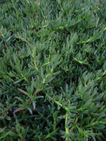 carpobrotus edulis