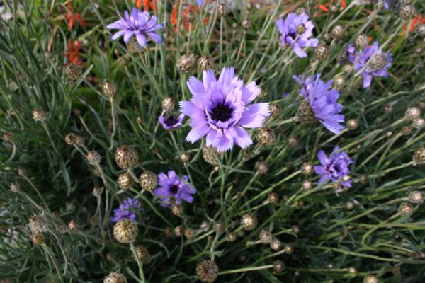 catananche caerulea