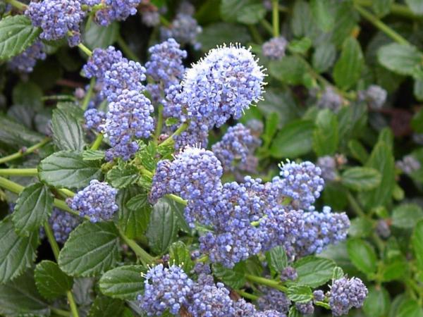 ceanothus thyrsiflorus repens