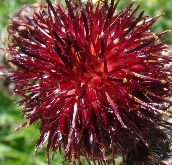 centaurea atropurpurea