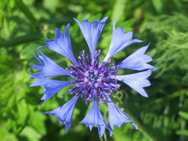 centaurea cyanus