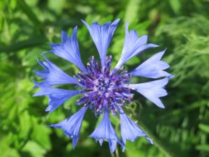 centaurea cyanus