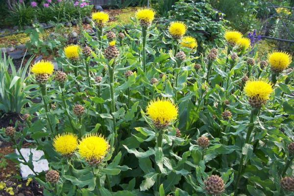 centaurea macrocephala