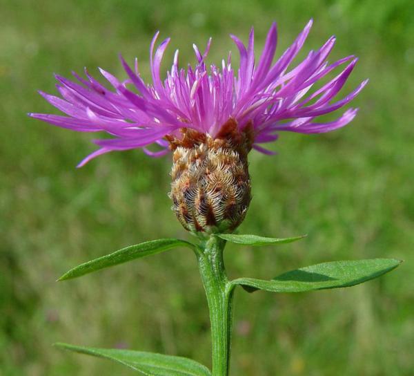 centaurea nigra