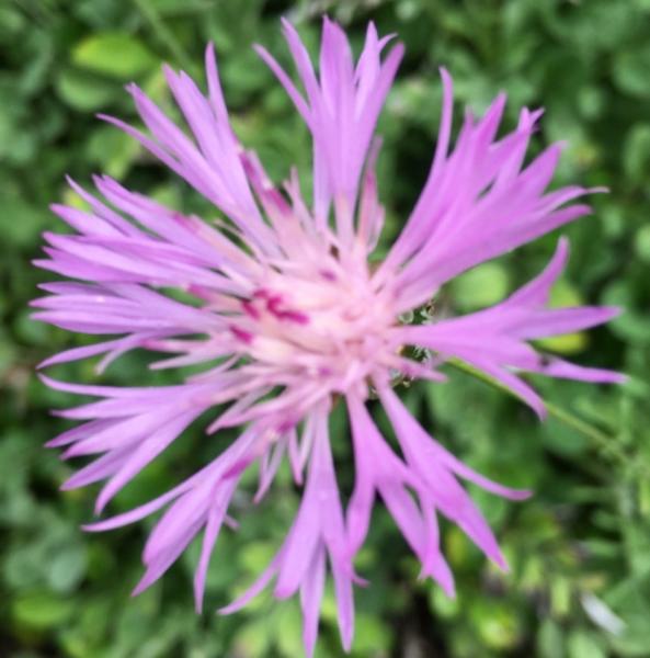 centaurea pulcherrima