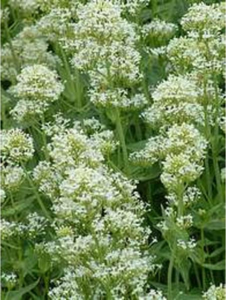 centranthus ruber albus