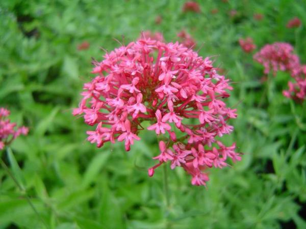 centranthus ruber coccineus