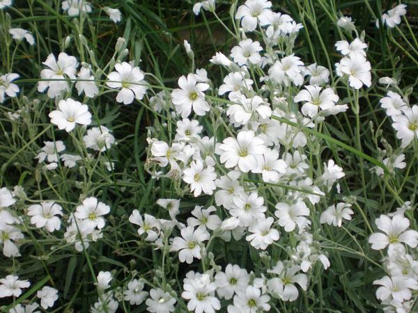 cerastium tomentosum