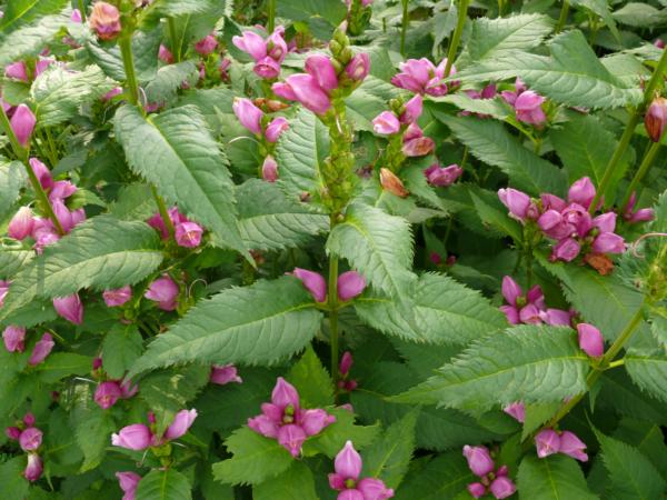 chelone obliqua