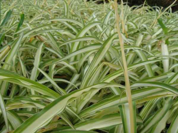 chlorophytum comosum vittatum