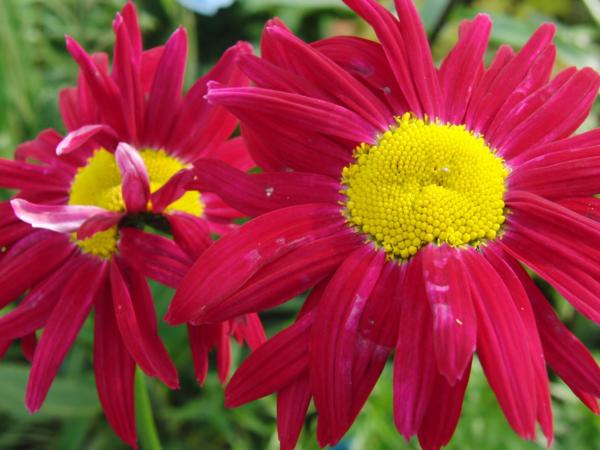 chrysanthemum cocc. robinson red
