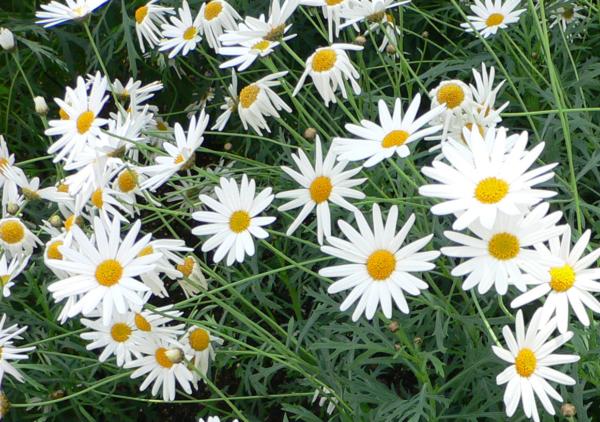 chrysanthemum frutescens