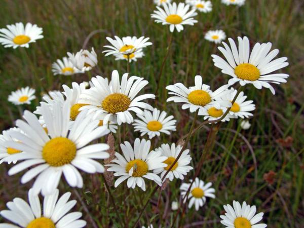 chrysanthemum leucan. filigran