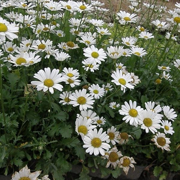 chrysanthemum leucan. may queen
