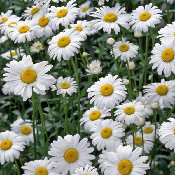 chrysanthemum maximum alaska 