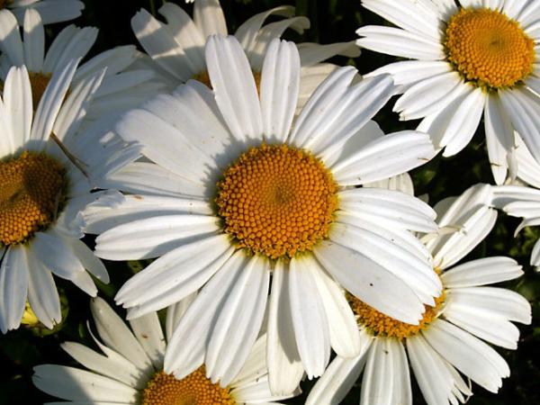 chrysanthemum nanus snow lady