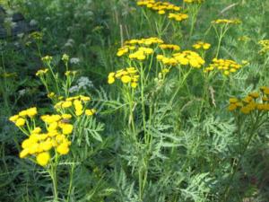 chrysanthemum vulgare