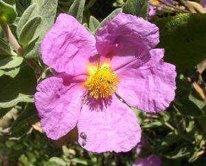 cistus albidus