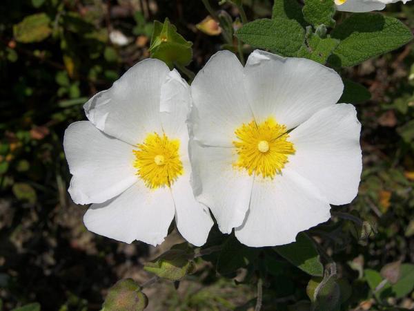 cistus salvifolius