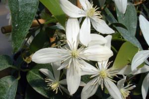 clematis armandii