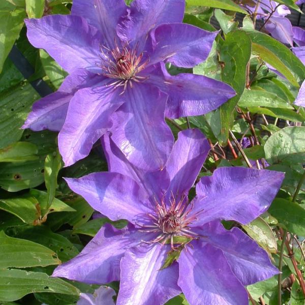 clematis hybrida in varieta'