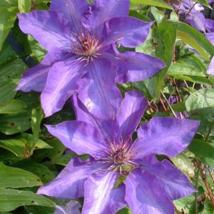 clematis hybrida in varieta%91