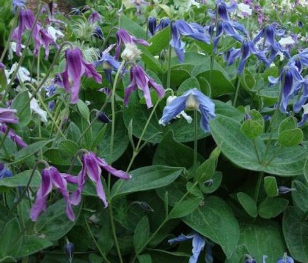 clematis integr. mongolian bells