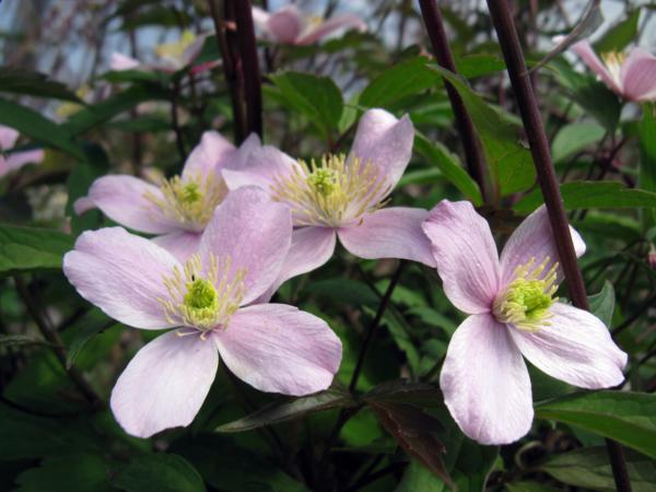 clematis montana