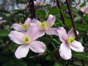 clematis montana