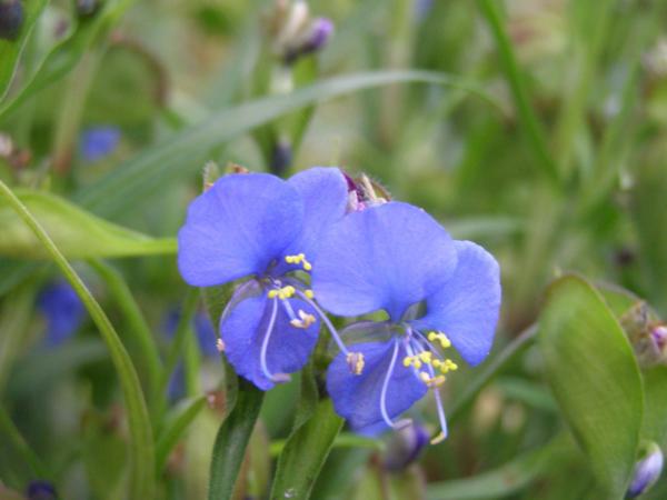 commelina dianthifolia