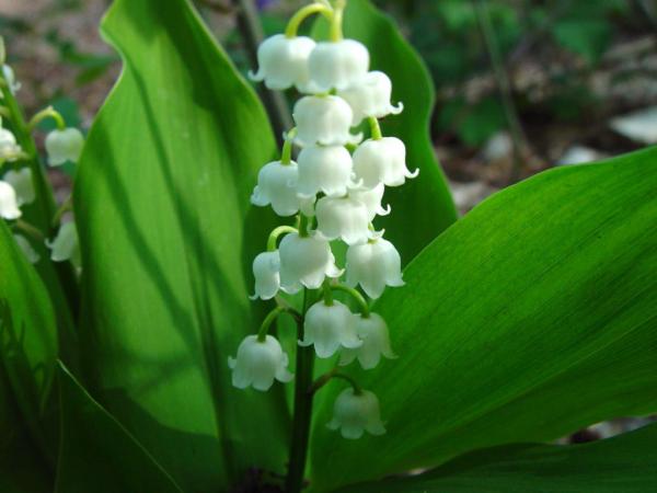 convallaria majalis (mughetto)