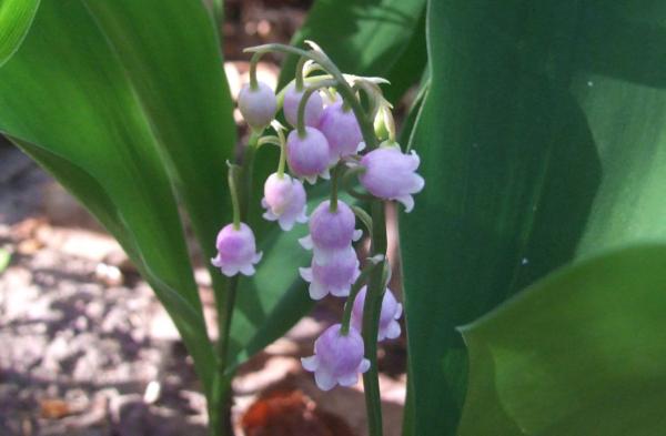 convallaria majalis rosea