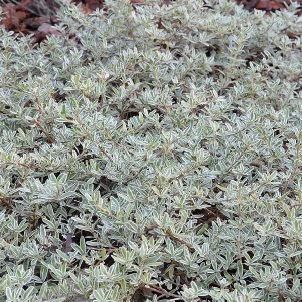 coprosma kirkii variegata