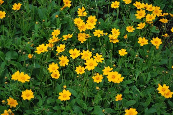 coreopsis auriculata nana 