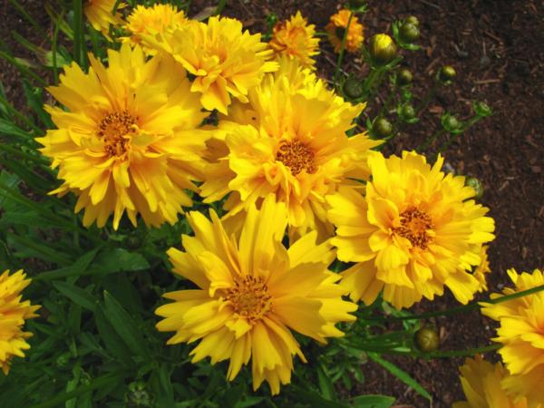 coreopsis grandiflora sunray