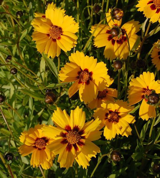 coreopsis lanceolata sterntaler