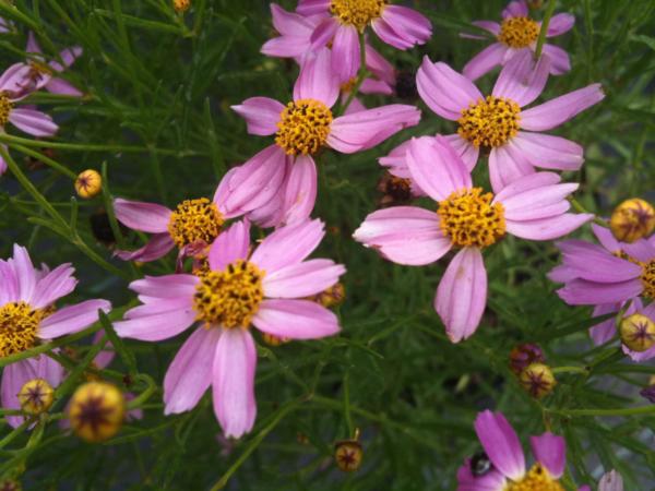 coreopsis rosea american dream