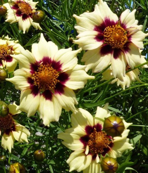 coreopsis vert. autumn blush 