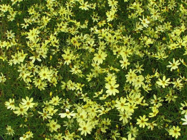 coreopsis verticillata moonbeam