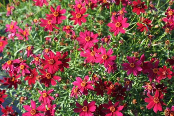 coreopsis verticillata red satin