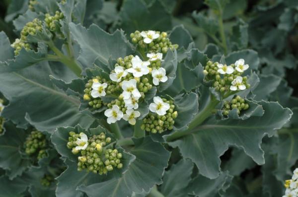 crambe maritima 